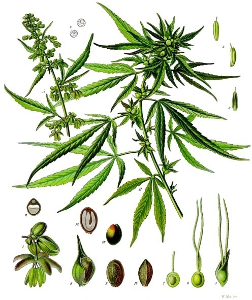 botanica cannabis
